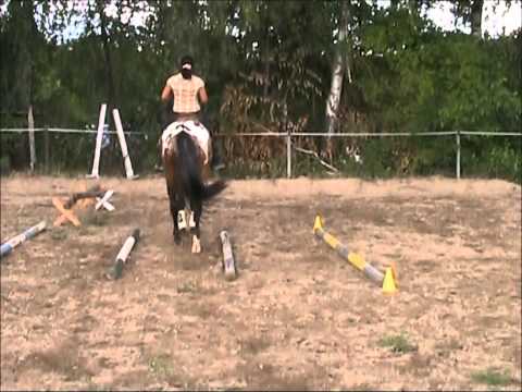 Appaloosa Wallach zu verkaufen (Verkauft)