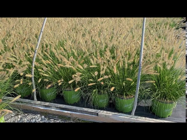 Pennisetum WorryFree® Praline™, Hush Puppy™, Etouffee™/ 3 Superb, NON-INVASIVE, Easy to Grow Grasses