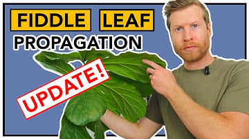 [RESULTS] How to PROPAGATE Fiddle Leaf Fig | How To Ep 30