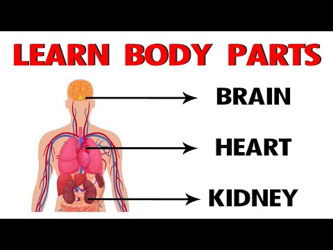 अंग्रेजी में बॉडी पार्ट्स सीखें | मानव शरीर सीखें | शरीर के लिए अंग अंग्रेजी में | पूर्वस्कूली सीखना