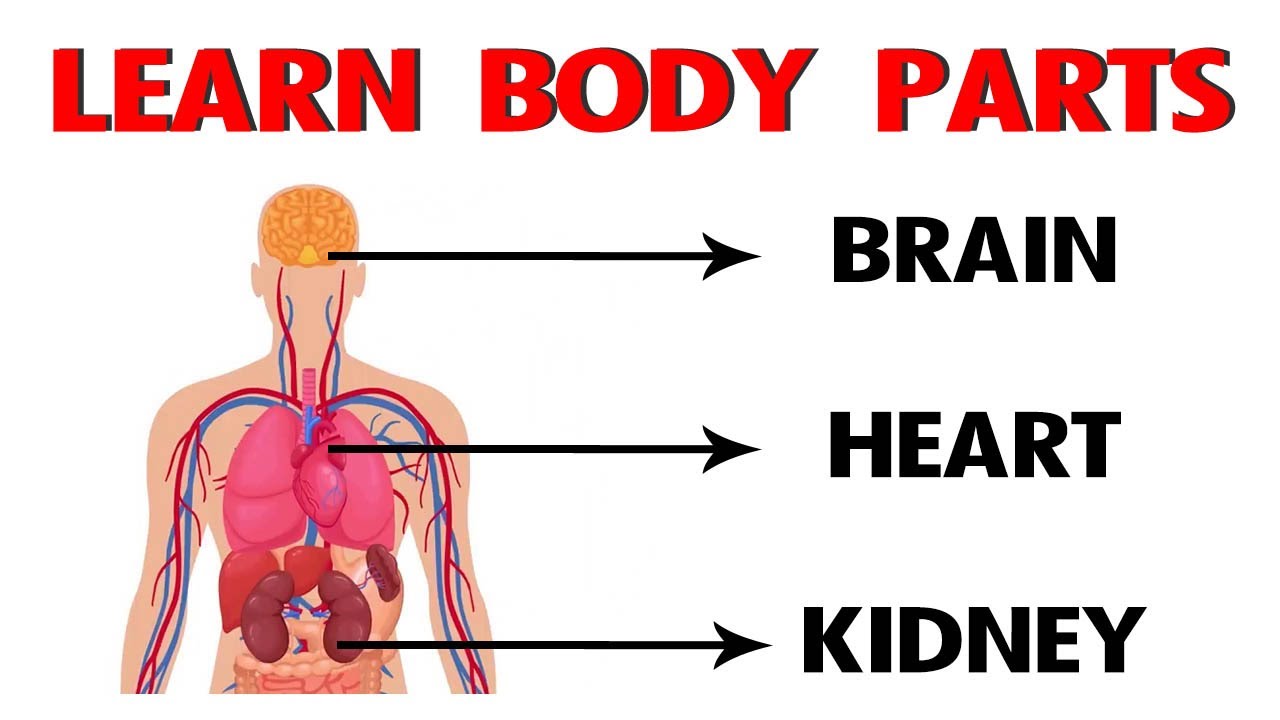 learn-body-parts-in-english-learn-human-body-parts-for-the-body-in