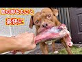【閲覧注意ASMR】鹿肉を豪快に食べるピットブル