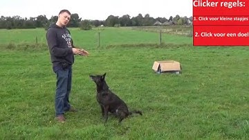 Dog School: Clicker regels
