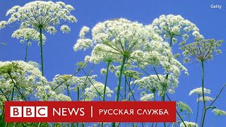 Борщевик атакует: растение, которое пытаются и не могут уничтожить по всему миру