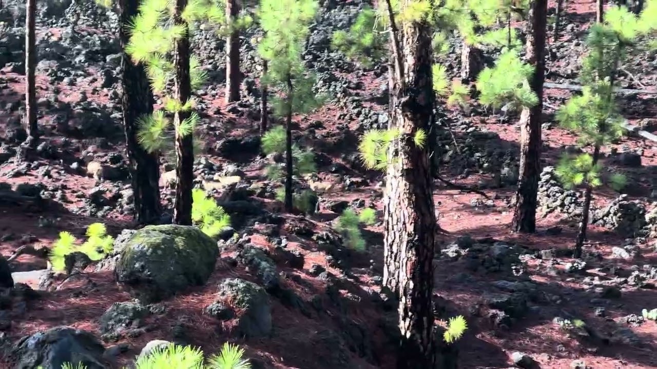 Mufflons auf Teneriffa