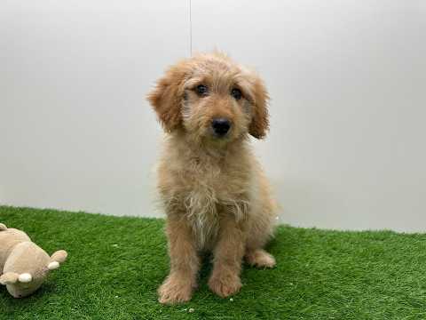 Video Goldendoodle