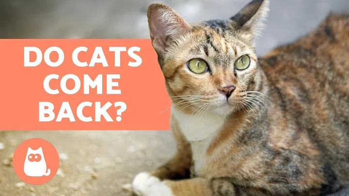 Do Cats Come Back Home If They Run Away?