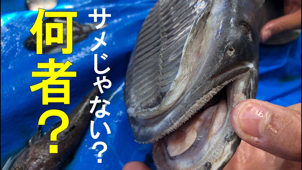 コバンザメはサメじゃない よく吸盤で張り付いている奇妙な魚を解説 Youtube