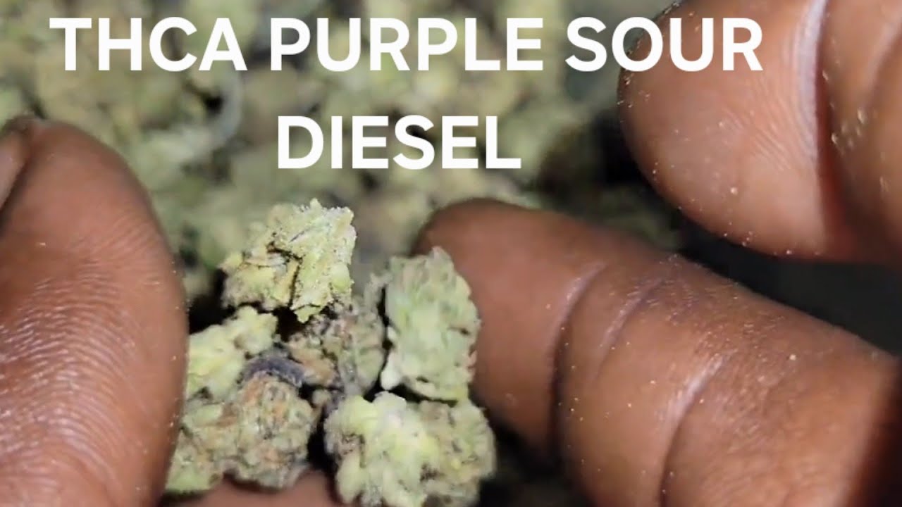 PURCHASED A QUARTER POUND OF PURPLE SOUR DIESEL THCA SMALL BUDS  SEE  HOW IT LOOKS🔥🔥⛽️