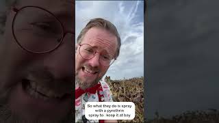 Thumbnail for The Green Mosquito Problem in Mallorca Vineyards