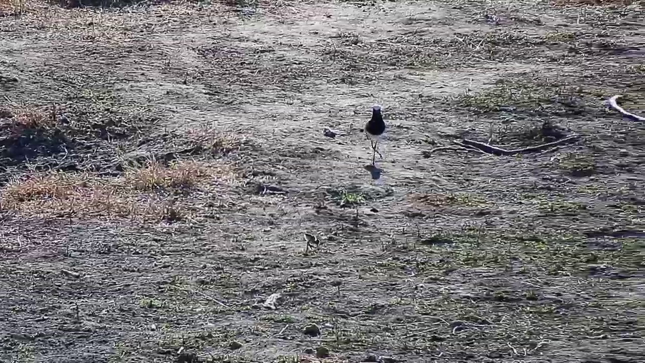camera iphone 8 plus apk Djuma: Blacksmith Lapwing and chick(4 days old)- 09:19 - 06/30/19