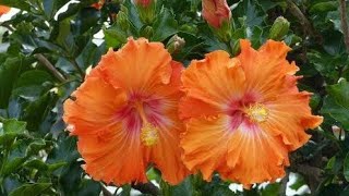 10 Different Types of Orange Hibiscus Flower Varieties