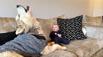 Adorable Baby Boy Fascinated By Howling Dog! Phil's So Big! (Cutest Ever!!)