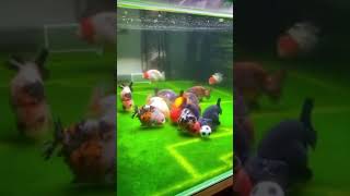 This Aquarium Setup With 24/7 Live Soccer