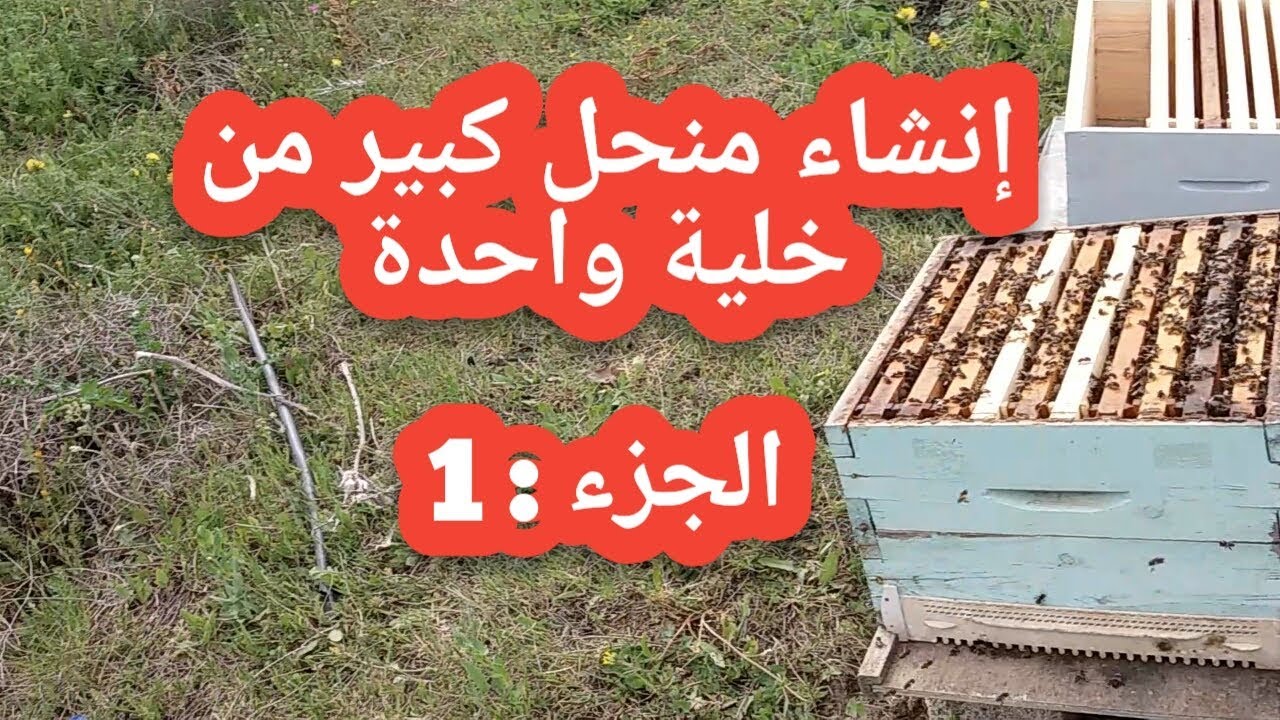 مشروع إنشاءمنحل كبير لأحد الاصدقاء إنطلاقا من خلية واحدة/ الجزء الأول: وضع العاسلة والقيام بالتغذية