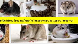 กำจัดปลวกระยอง บริษัทกำจัดปลวกแมลงระยอง Tel.088-7140017-21.wmv