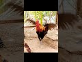 The wild chicken, Jungle Fowl. 🐓😍