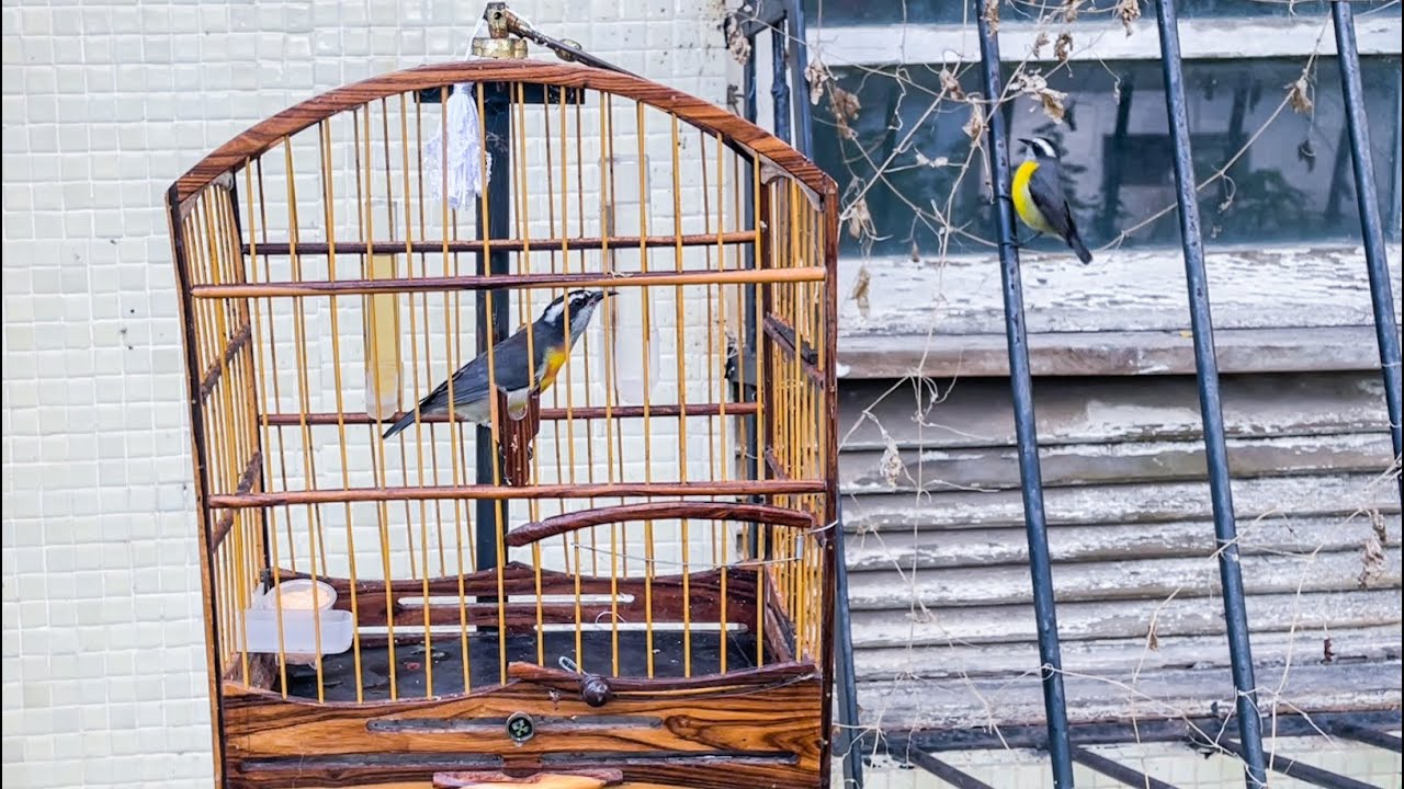 SIBITE SEM PESCOÇO AO VIVO PRA DEIXAR SEU SIBITE LOUCO