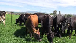 En 2 hectáreas 29 vacas de ordeña