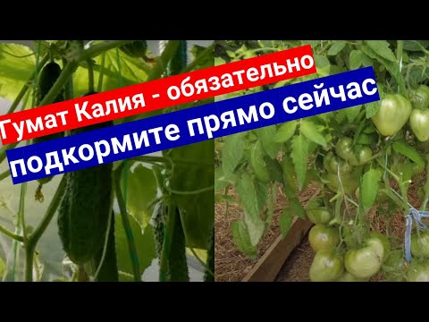 Важная подкормка Калием огурцов и томатов в августе. Как лучше дать Гумат Калия по листу или корень