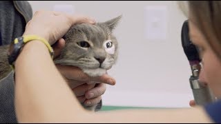 Veterinarian | What I do & how much I make | Part 1 | Khan Academy