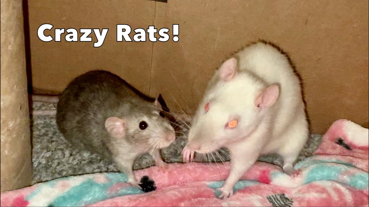 Почему самки крыс такие? 😅