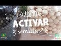 Activación de Semillas ♥ Cereales / Legumbres / Frutos secos / Semillas