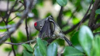 Ruby crown Kinglet Wealth