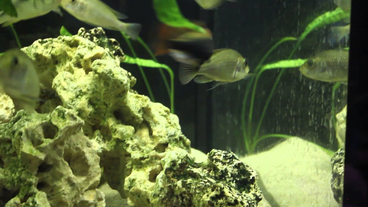 video phone beyonce mp3 Haplochromis ruby green