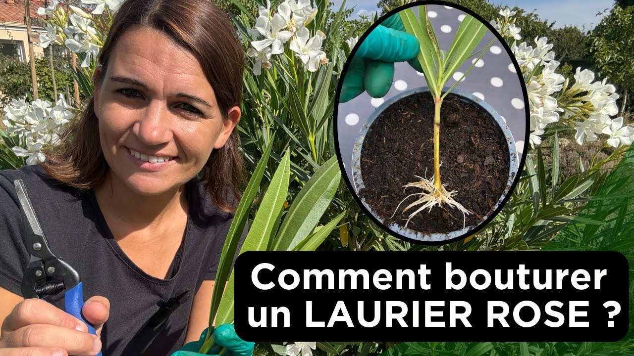 bouturage laurier rose - Guide vidéo