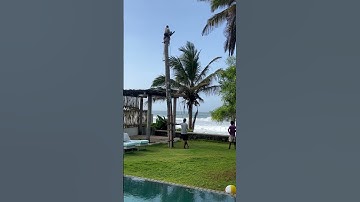 Palm Tree Removal: So Much Work for Just One Cut 😮🌴