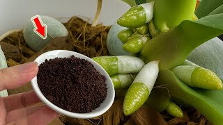 картинка: Всего 1 ложка! Любая орхидея расцветёт и распустится!