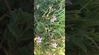 🌹⁹☆•² Redstem Filaree, Common Storksbill (Erodium cicutarium) in Geranium Family (Geraniaceae)