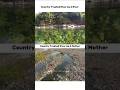 Hindus Destroy Indian Rivers #river #yamuna #edit #shorts