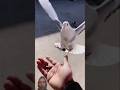 Mashallah🤲🤲. #viralcontent #viralvideo #shortvideo #youtubeshorts #shortsviral #reaction