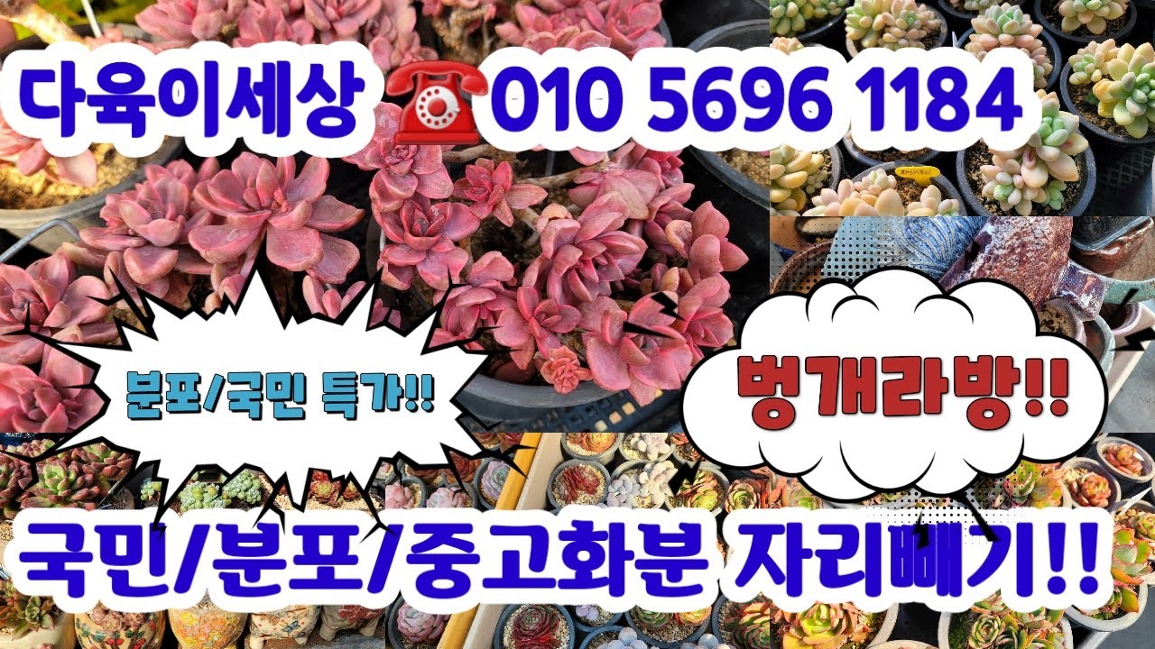 다육이세상 ☎️010 5696 1184🌼화분!분포특가/중고분/국민다육#초보다육#다육쇼핑