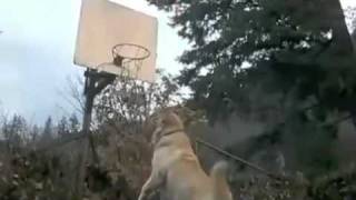 Airbud Basketball for the first time!