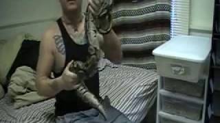 a huge female ball python and my lesser male