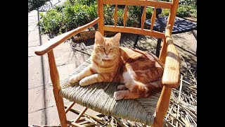 How To Weave A Rush Chair Seat With Natural River Rush