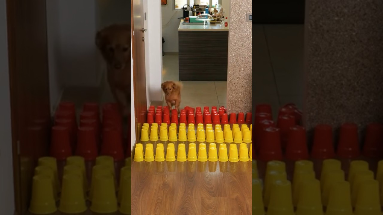 Funny dog challenges from TikTok #shorts