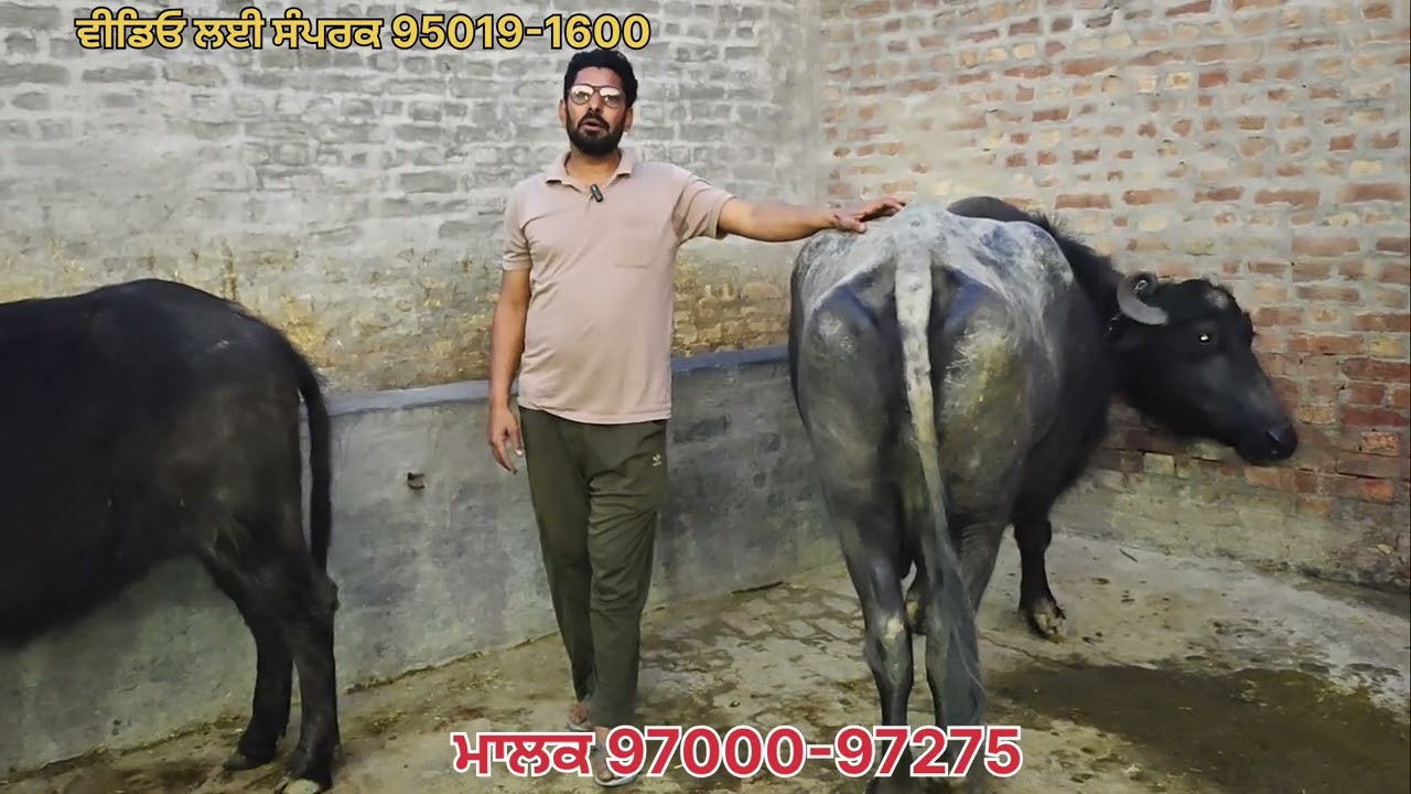 ਘਰ ਦੇ ਸਾਰੇ ਪਸ਼ੂ ਵਿਕਾਊ ਤੋਂਕੜ ਗਬਨ ਮਾਗਰ ਕੱਟਾ ਇੱਕ ਕੱਟੀ ਵਿਕਾਊ 