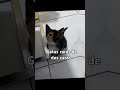 #gatos #raros #misteriosos #poco #común#diferetes#explore #extranews