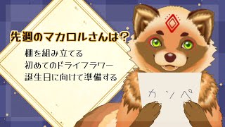【雑談】もう春の陽気通り越して夏の日差し【詰草マカロル/狸Vtuber】