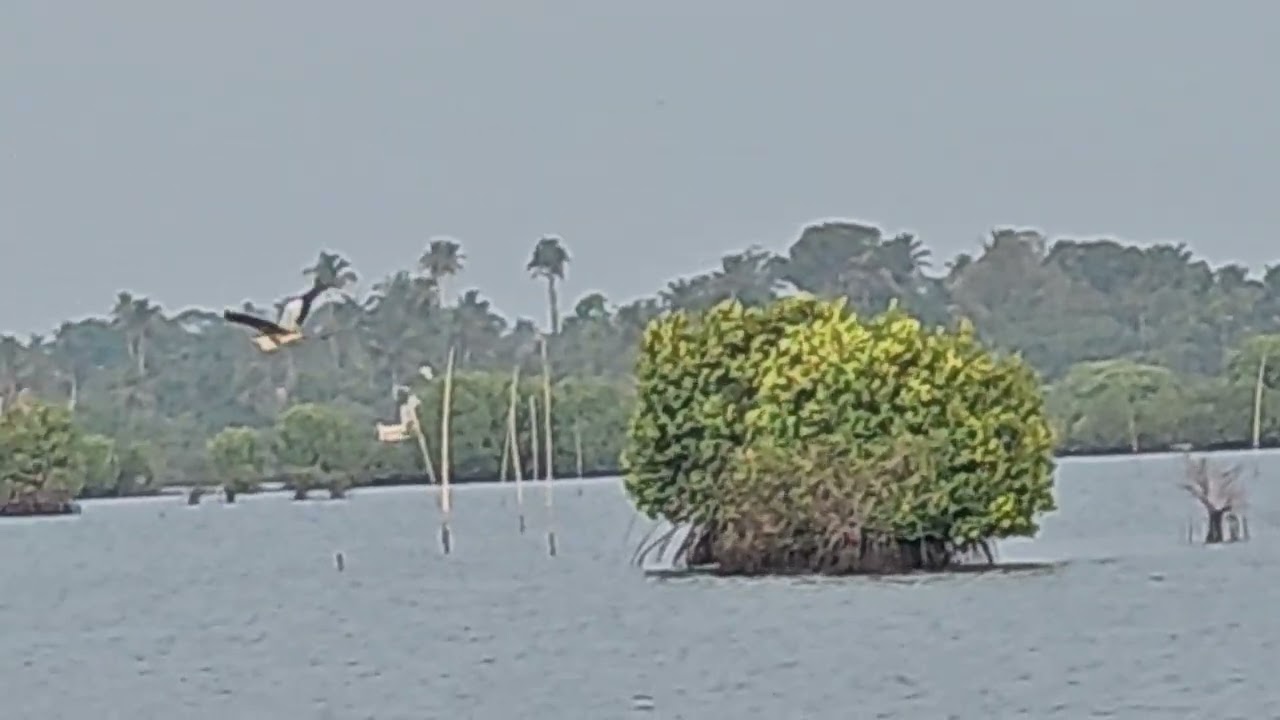 കരീമിനെ  🦀 ♋️ finished @kumbalangi കുമ്പളങ്ങി 