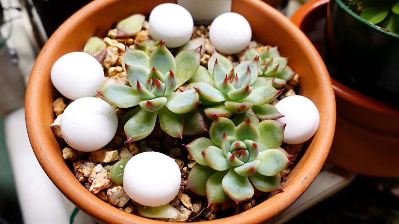 Why I Use MOTHBALLS On My Indoor Plants VLOG 104 Succulents & Coffee