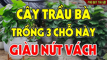 Muốn GÁNH TÀI LỘC VỀ NHÀ Cứ Trồng Cây Trầu Bà Ở 3 Chỗ Này, Tiền Bạc Kéo Vào Ầm Ầm Đếm Mỏi Tay