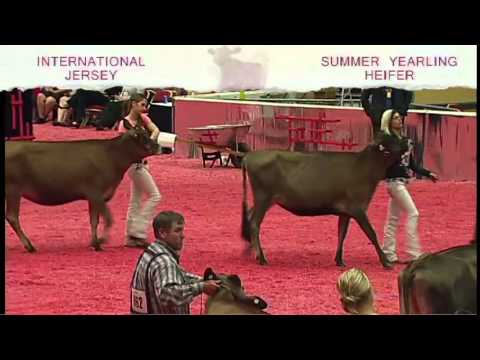 International Jersey Show - Summer Yearling Heifer - YouTube