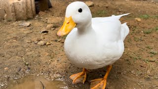 Talkative Piko, Which Duck Do You Want To Play With? (Our Pet Call Duck)