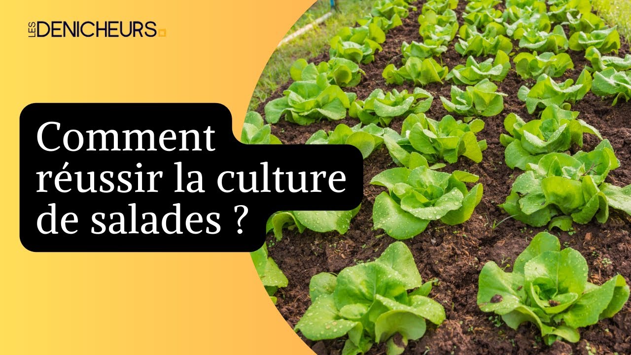 🥗 Comment réussir la culture de salades ? 🥦