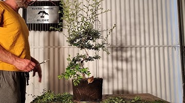 2 Beginner Bonsai Get a trim. Elms